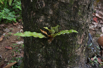 View of a growing a small nest fern plant on the trunk surface of an old rubber tree