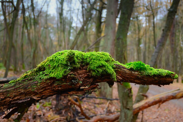 A vibrant green moss blankets a fallen branch in a peaceful forest. The gentle light accentuates the lush texture, inviting a sense of tranquility and connection to nature.
