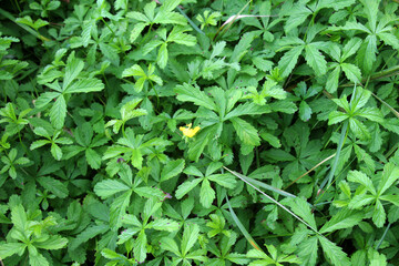 Obraz premium Creeping cinquefoil (Potentilla reptans) grows in nature