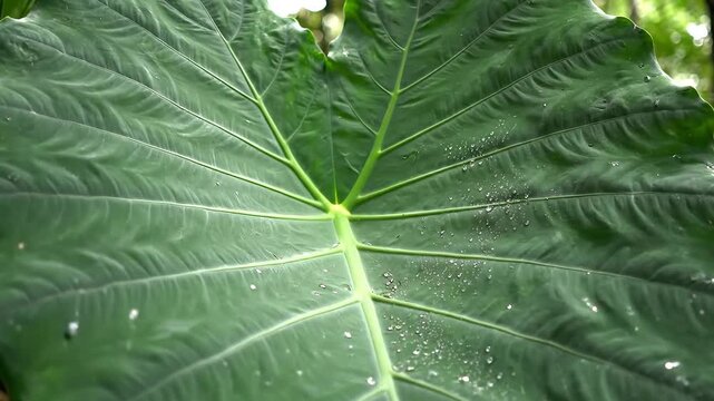 Lush Green Elephant Ear Plant Leaf in Tropical Jungle Environment.