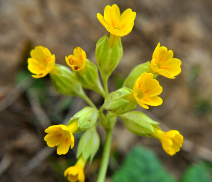 In spring, primrose (Primula veris) blooms in nature