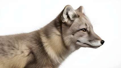 Arctic fox in summer coat with natural fur texture and neutral stance, professional wildlife studio asset. Isolated on White background