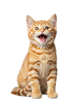 A young ginger tabby kitten with fluffy fur, orange, cream stripes, mouth open, bright eyes, sitting upright, isolated on a seamless transparent background, adorable pet photography concept