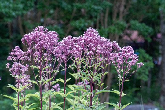 Joe-Pye Weed, Asheville, NC