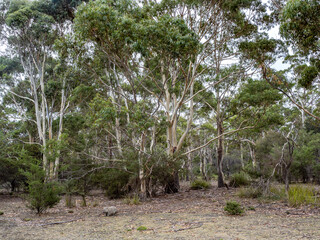 Forest in Maria island, Tasmania
