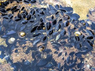 Mussels in Maria island, Tasmania
