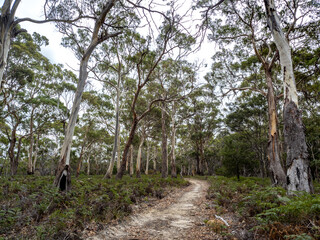 Forest in Maria island, Tasmania