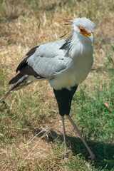 Fototapeta premium Secretary bird roaming in the grass