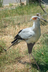 Obraz premium Secretary bird roaming in the grass