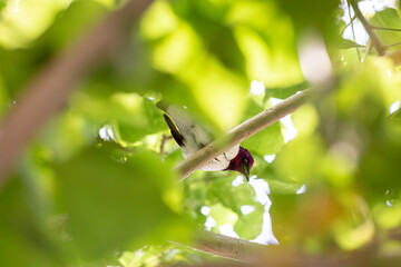 Bird resting on a branch 