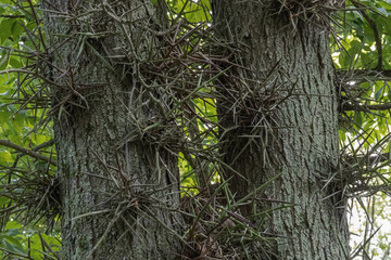 tree in the forest with spike thorns
