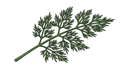 Fresh Green Dill Plant with Leaves.