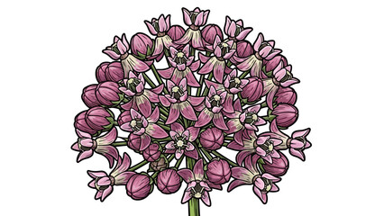 Illustration of Pink Allium Flowers.