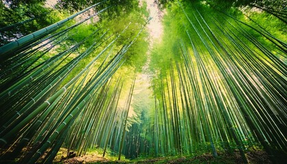 serene green bamboo forest with soft sunlight filtering through the stalks