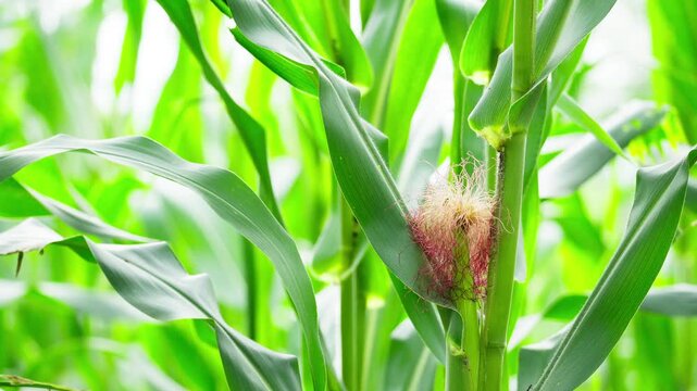 Red Corn Flower in Early Growth Stage Close-Up
