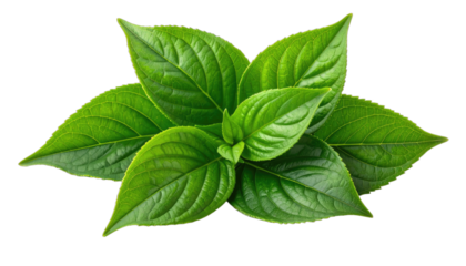 Vibrant green plant leaves clustered against a stark black background.