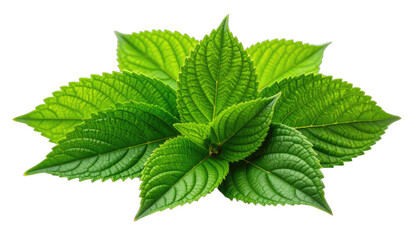 Vibrant green serrated leaves are brightly illuminated against a stark black background.