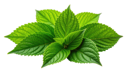 Vibrant green serrated leaves are brightly illuminated against a stark black background.