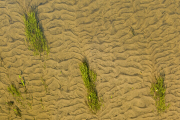 Aquatic plants flow with river current along sand textured bottom.