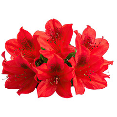 Vibrant cluster of bright red azalea flowers against a stark black background.