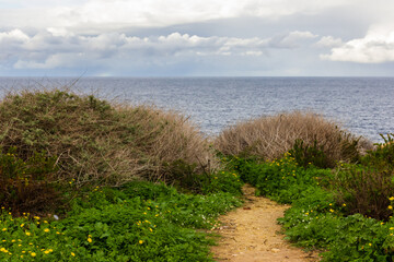 Coastal Nature Path Through Green Bushes to the Sea Under a Cloudy Sky