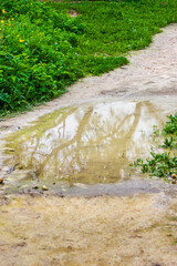 Muddy Path With Puddle Reflection Along Lush Green Grass and Wildflowers