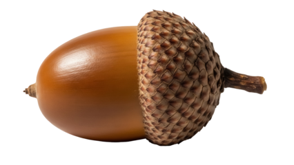 Brown acorn isolated PNG on transparent background, oak tree seed with cap for autumn and fall season design