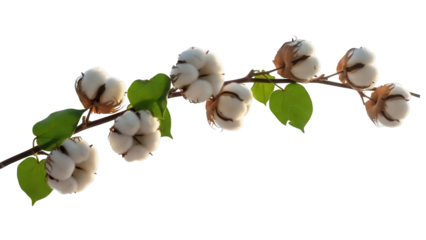 Cotton branch with leaves PNG isolated on transparent background, natural fiber plant for textile and design use