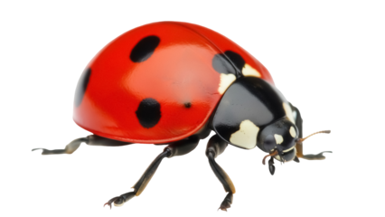 Red ladybug with black spots isolated PNG, close-up of a ladybird on transparent background, insect with shiny shell for biology and nature studies