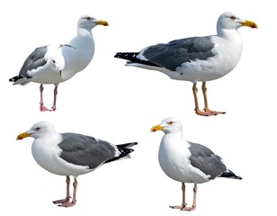 Obraz premium Four different views of a seabird with white plumage and grey wings, all isolated on a white background. Their beaks are orange and legs are tan