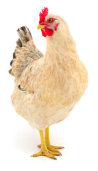 White chicken hen standing isolated on white © olhastock