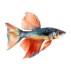 Fototapeta premium Guppy Fish, watercolor vector depicting playful antics, isolated on a white background.
