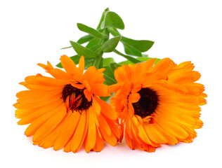 Two orange calendula flowers isolated on white background