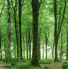 Idless woods in summer cornwall uk panorama 