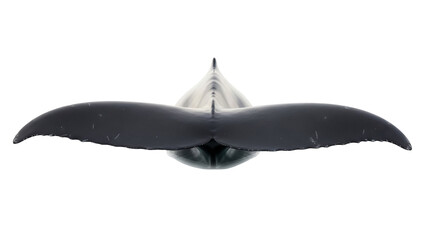 Humpback whale tail fin isolated PNG, marine animal with distinctive markings on transparent background for conservation and educational use © Ana