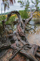 dead cedar tree in the forest swamp