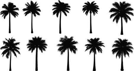 Set of tropical palm tree silhouettes exotic coconut plant silhouettes cad drawing flat vector illustration for summer beach landscape design © IconicCreations