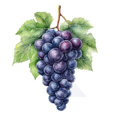 Fototapeta premium Grape, watercolor painting with colorful accents, isolated on a white background.