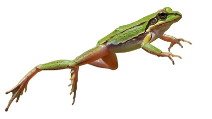 Obraz premium Green tree frog PNG isolated on transparent background, amphibian with smooth skin and long legs for wildlife and nature designs