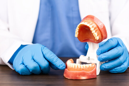 Dental surgeon examining a denture model, restorative dentistry, maxillofacial surgery, surgical planning, periodontal health, human anatomy, oral applied biotechnology