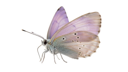 Pale blue butterfly PNG isolated on transparent background, delicate insect with spotted wings for nature and design projects