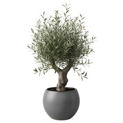 Potted Olive Tree with Textured Trunk and Green Leaves on White Background potted plant