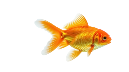 Orange goldfish PNG isolated on transparent background, pet animal with scales and fins for aquarium and decoration use