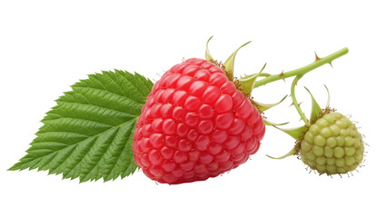 Fresh raspberry with leaf and unripe berry isolated PNG, vibrant red fruit on transparent...