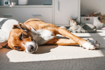 Dog and cat lying on carpet in window light of living room. Two bonded cat and dog sunbathing or dozing together. Multi pet household and coexisting pets. Harrier mix and tabby cat. Selective focus.