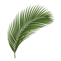 Fototapeta premium Single Green Palm Frond Leaf on White Background palm leaf tropical leaf