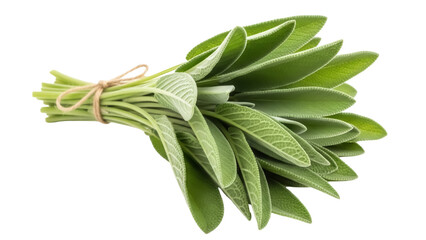 Obraz premium Fresh sage bundle isolated PNG on transparent background, aromatic herb with soft green leaves for cooking and herbal medicine