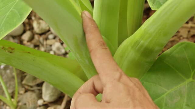Male hand rubbing the texture of green caladium plant stem coated with white chalky powder in an outdoor garden