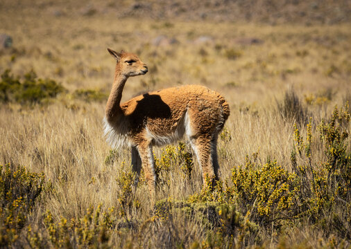 Ein Vikunja in Peru
