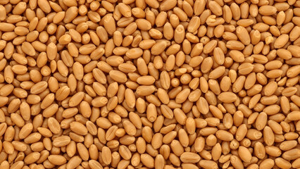 Fototapeta premium Golden Wheat Grains Background – Organic Whole Wheat Seeds Texture for Food, Agriculture and Baking Industry